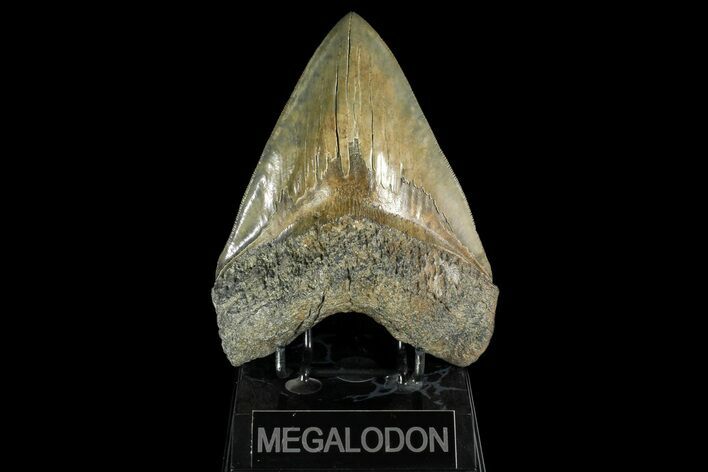 Serrated, Fossil Megalodon Tooth - Huge Tooth #163291